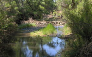 Nature walks at the San Pedro River