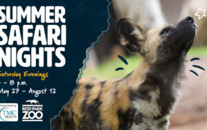 Summer Safari Nights 2023