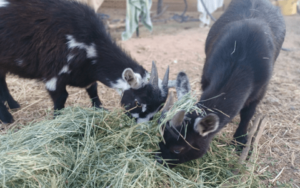 Raising Nigerian Dwarf Goats (with Live Goats!)