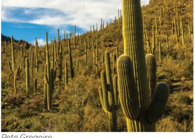 Saguaro National Park East and West