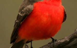 Bird Walk along the San Pedro River
