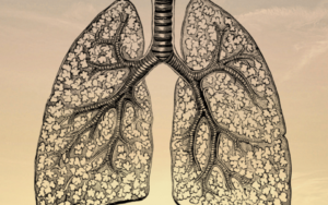 Lungs