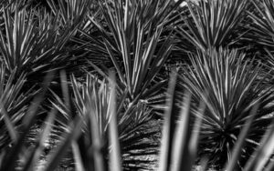 Esfuerzo Agave Heritage Dinner