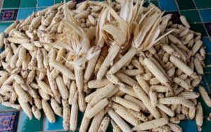 Pueblos de Maíz at Mission Garden