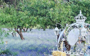 Romantic Charcuterie Dinner Night during Lavender Bloom Season on Saturday