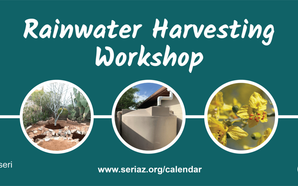 Rainwater Harvesting Online Workshop – English