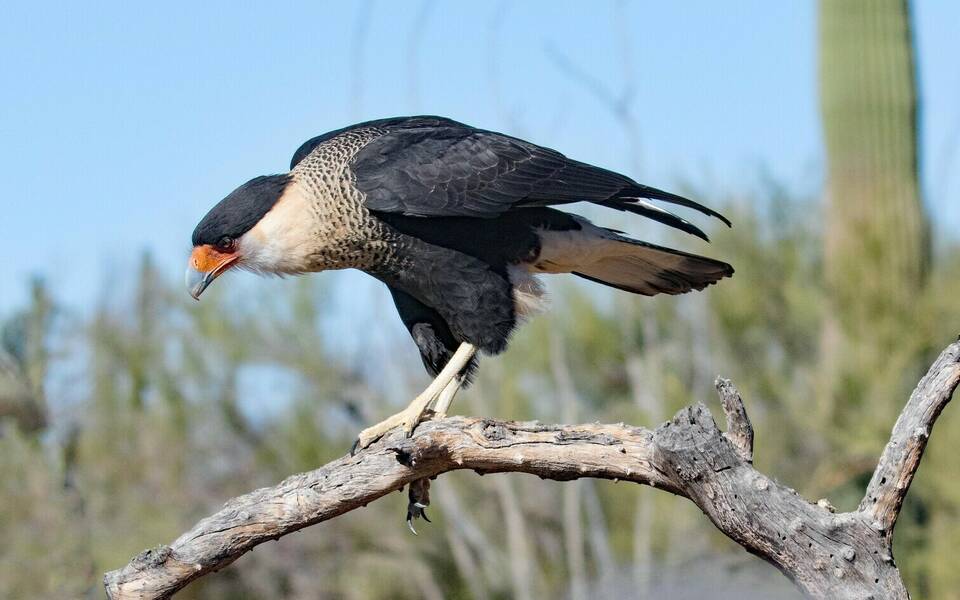 Adventures in Birding: Falcons
