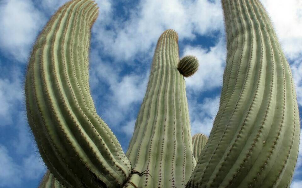 Saguaro Stories