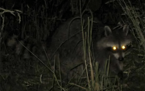 Creatures of the Night: Agua Caliente Park