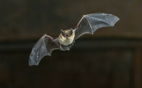 The World of Mammals: Bats