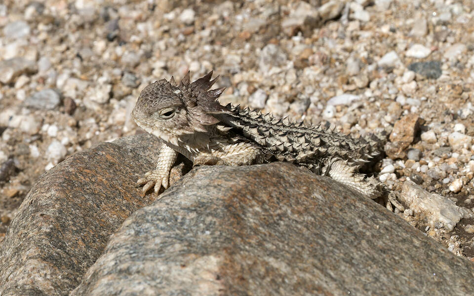 Lizards and Other Critters of El Rio