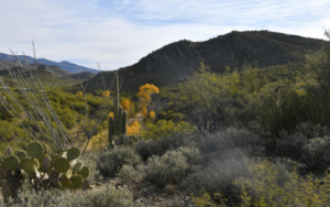 Colossal Cave Mountain Park Nature Hike with a Geology Twist