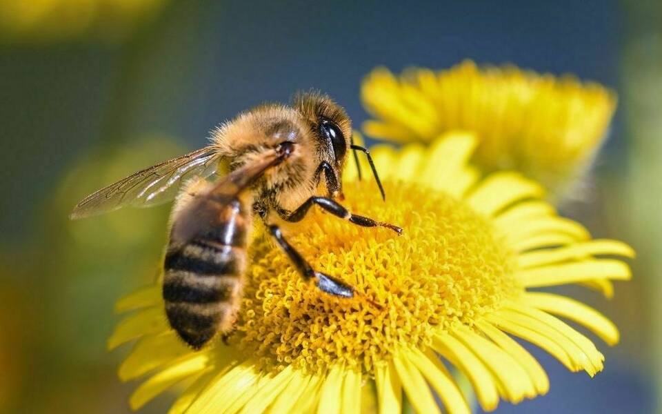 Nature Stories: Busy Bees